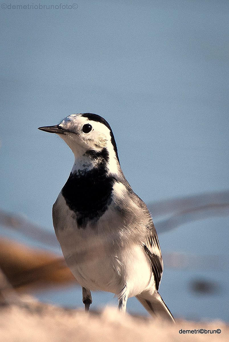 White Wagtail