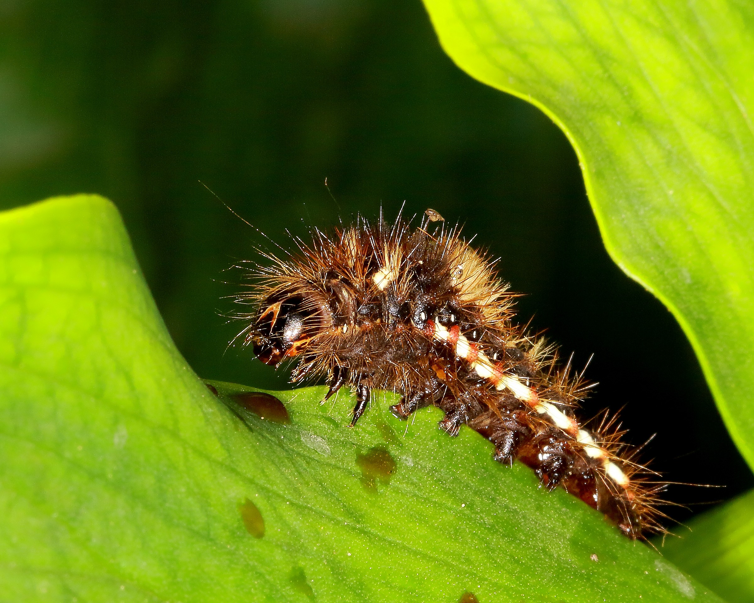 acronicta rumicis