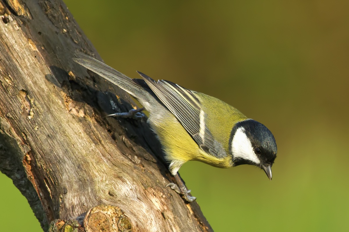 Great Tit