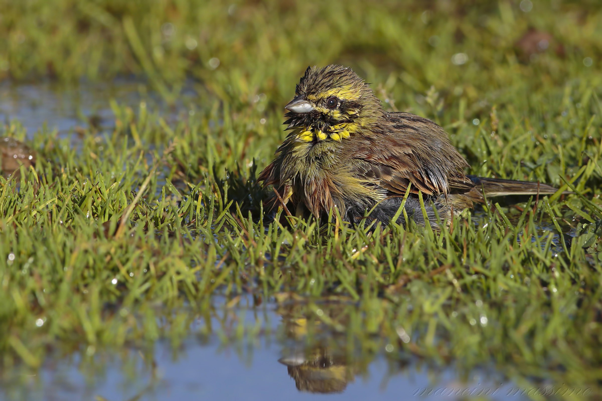 Zicolo black (Cirl Bunting)