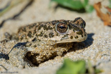 Bufo siculus