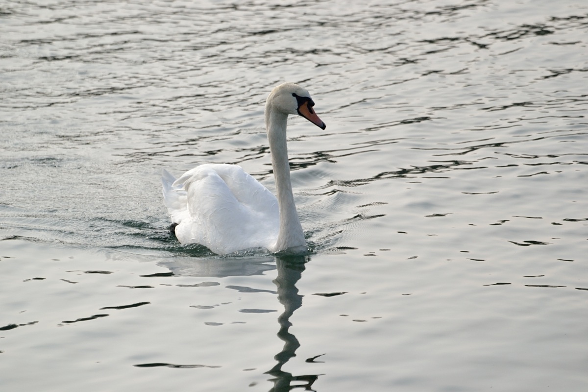 Swan 1