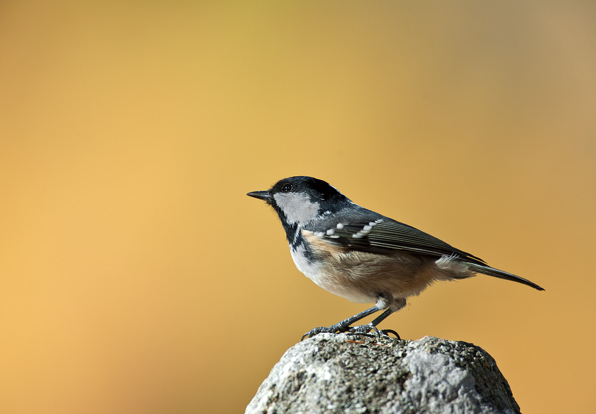coal tit (Parus ater)