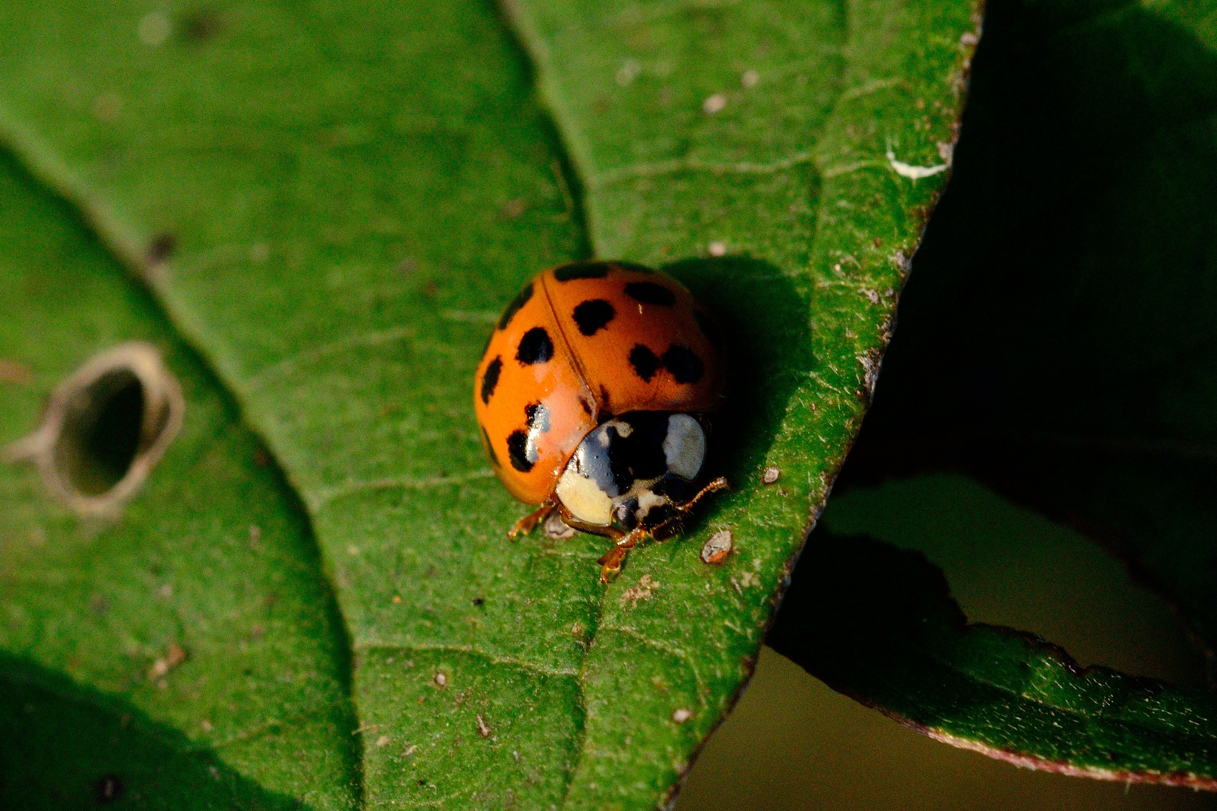 Coccinella
