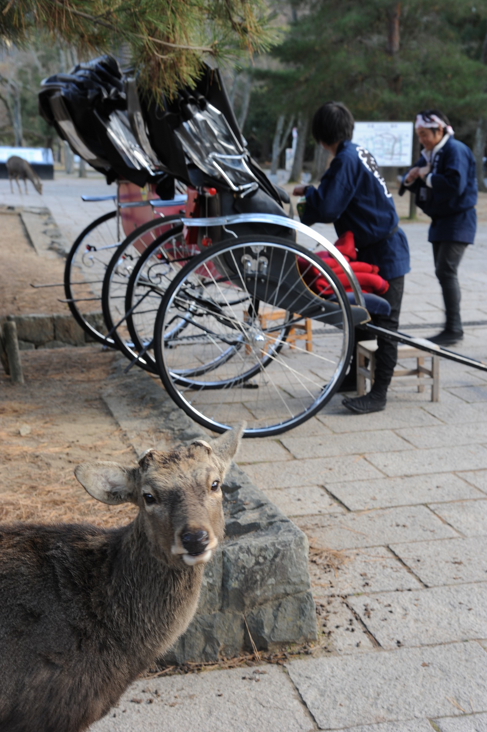 Un giro in risciò? Nara, Giappone