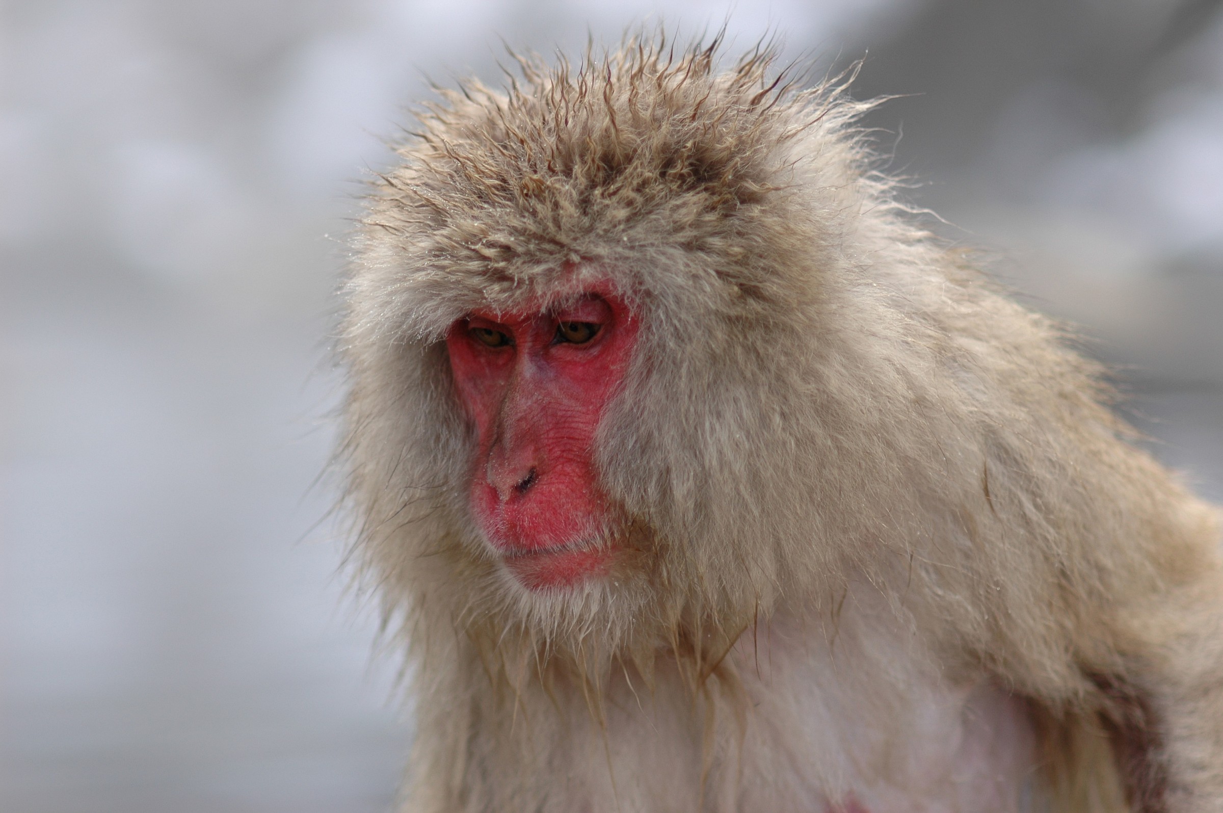 Jigokudani, Giappone