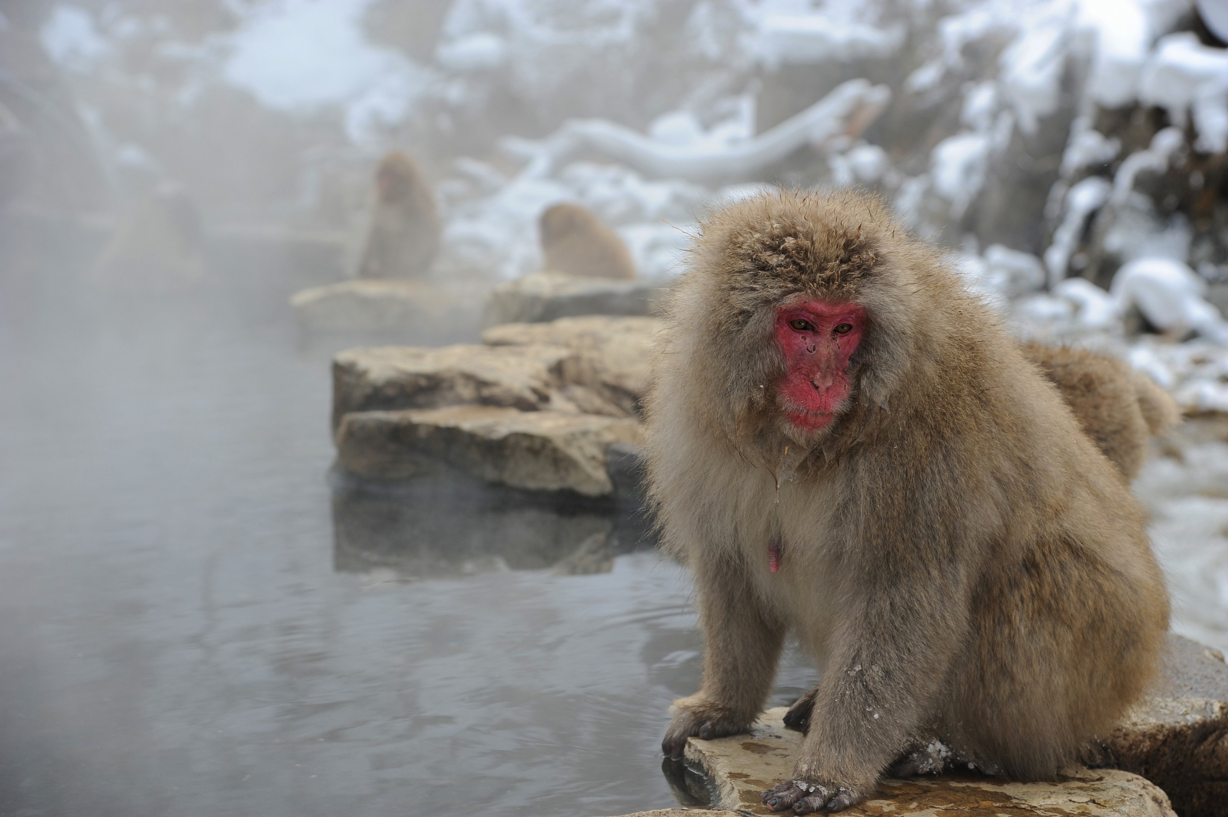 Jigokudani, Giappone