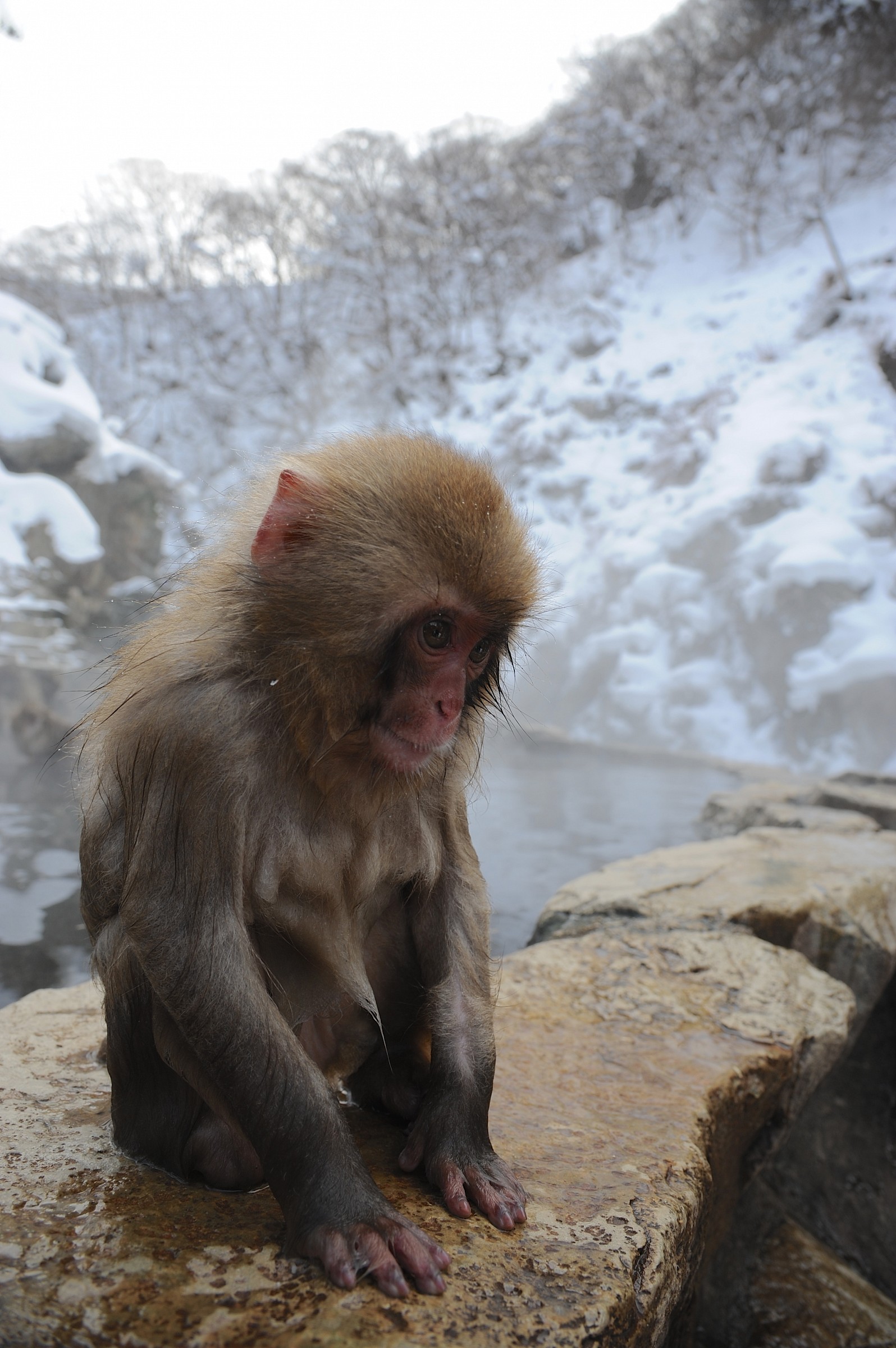 Jigokudani, Giappone