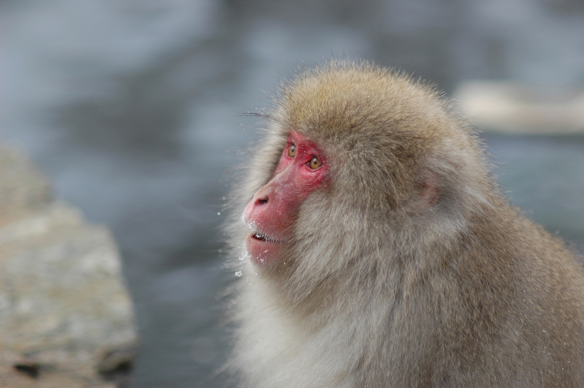 Jigokudani, Giappone
