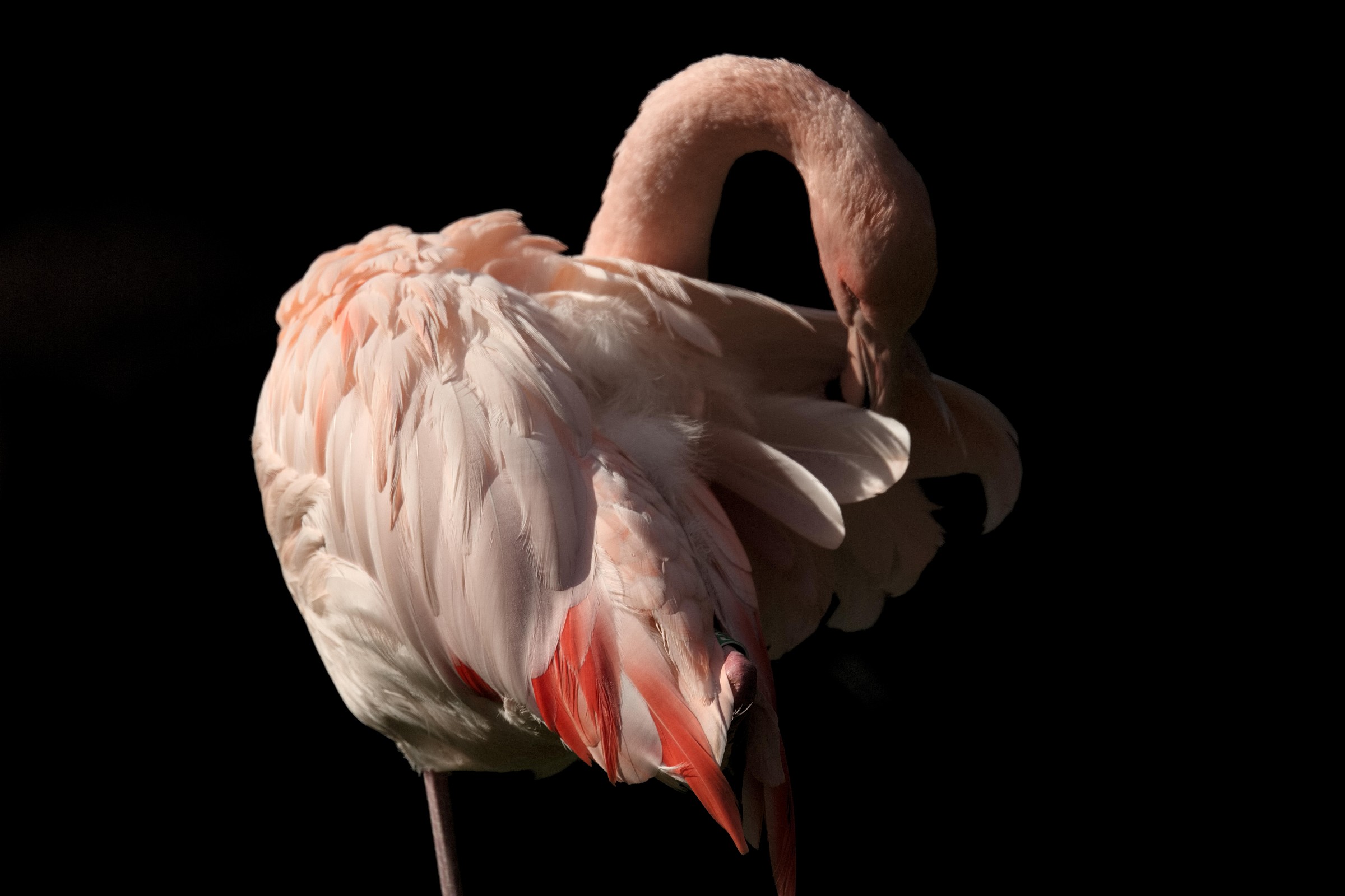flamingo