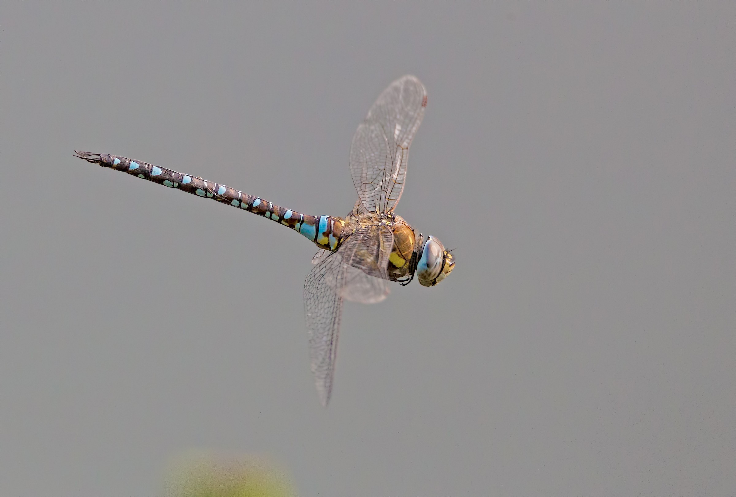 dragon fly in flight 2