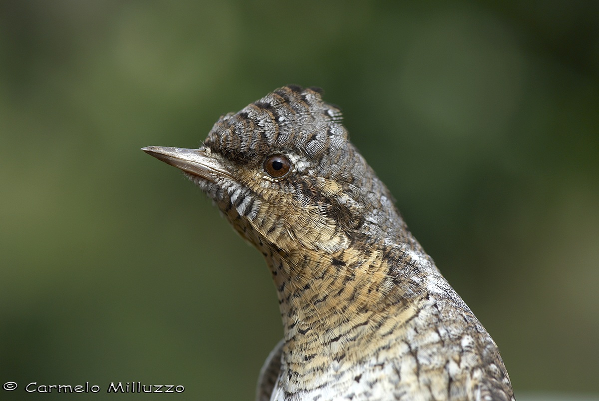 Portrait of Stiff neck
