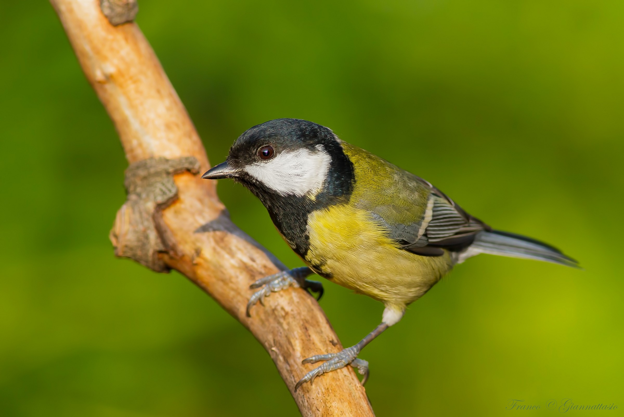 Great Tit.