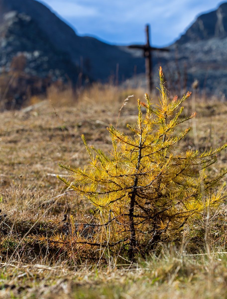 Piccoli larici crescono.