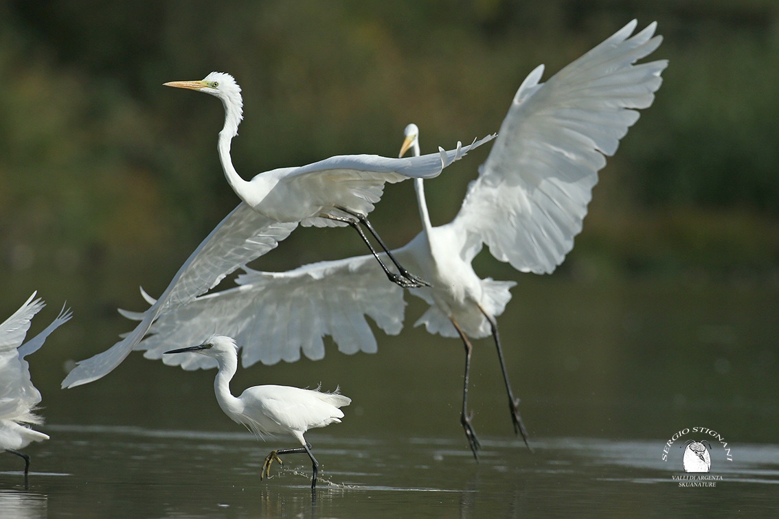 Ardea alba valleys of silver shed waders