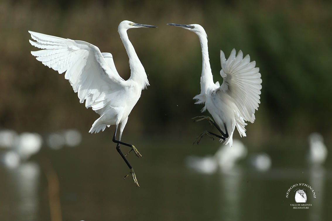 egret egret valleys of silver shed waders