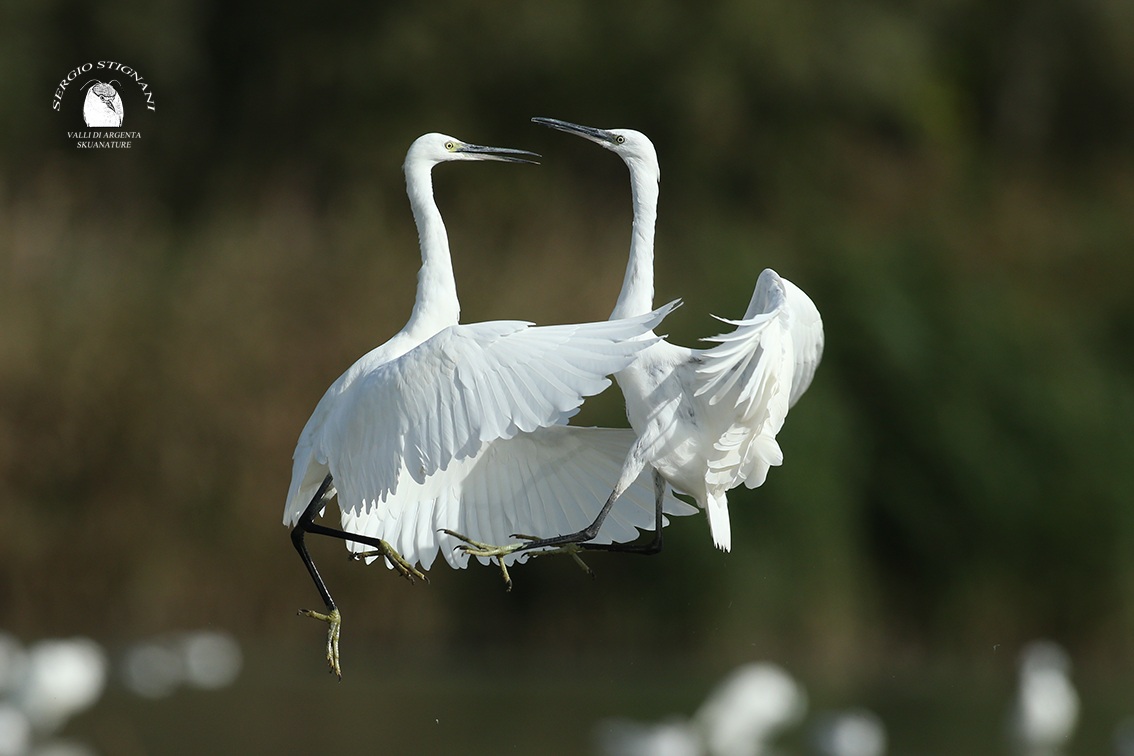 egret egret valleys of silver shed waders