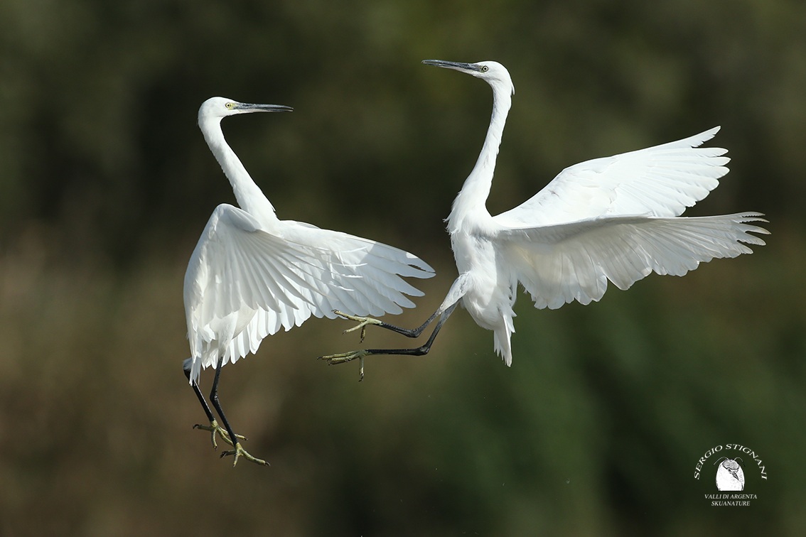 egret egret valleys of silver shed waders