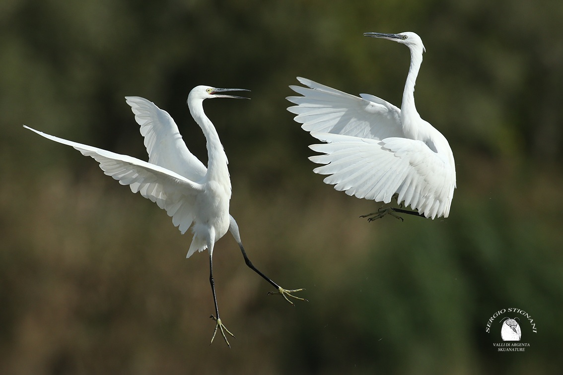 egret egret valleys of silver shed waders