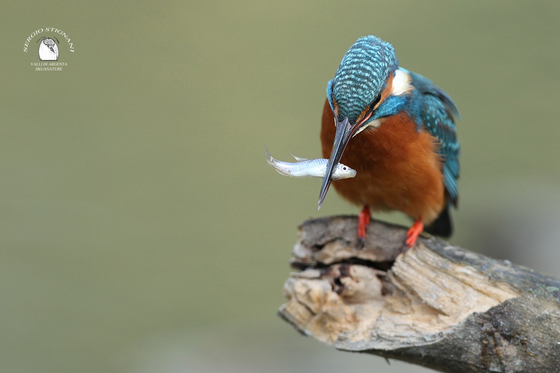 Alcedo atthis valleys of silver shed martino