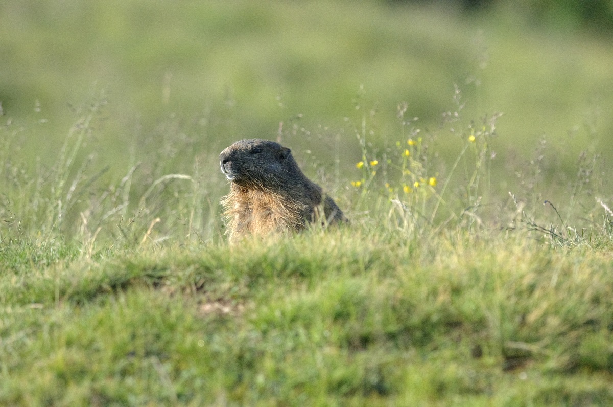 ancora la marmotta!