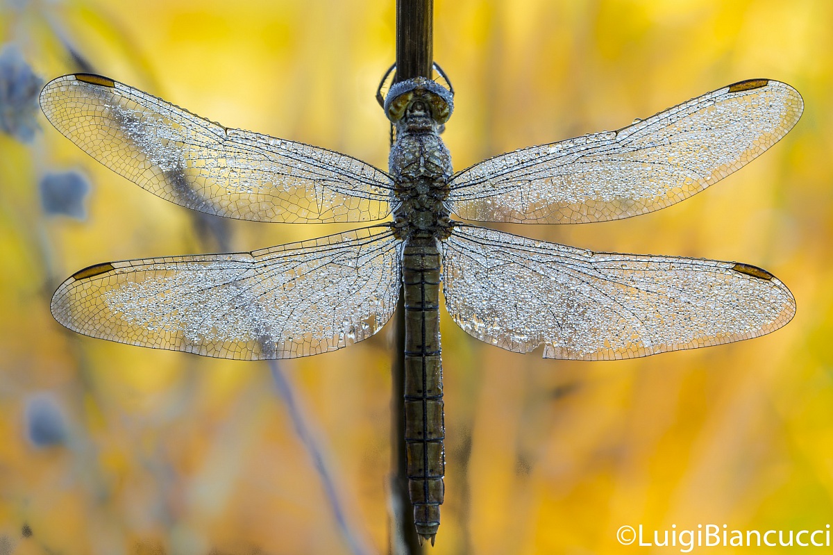 Libellula al sorgere del sole.