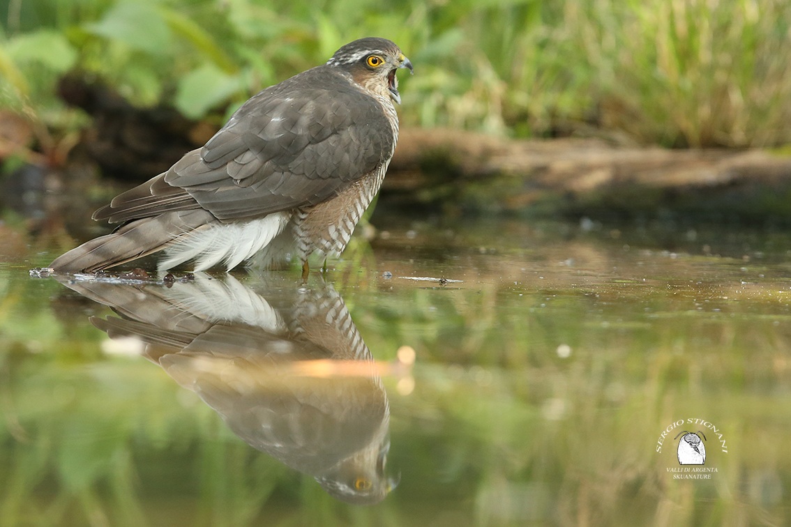 mortarboard -accipiter nisus- valleys of silver watering
