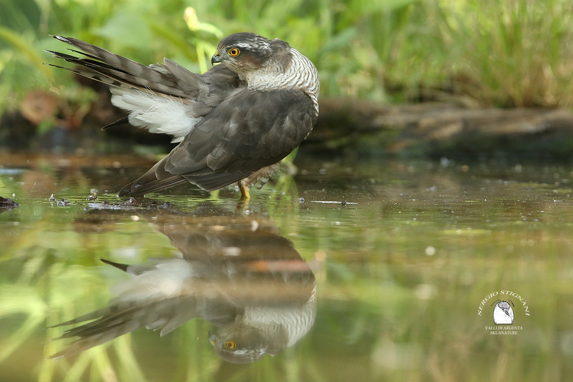 mortarboard -accipiter nisus- valleys of silver watering