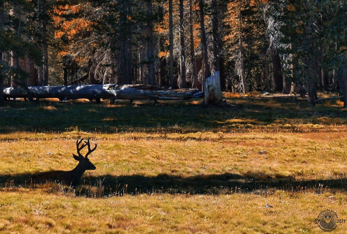Yosemite National Park