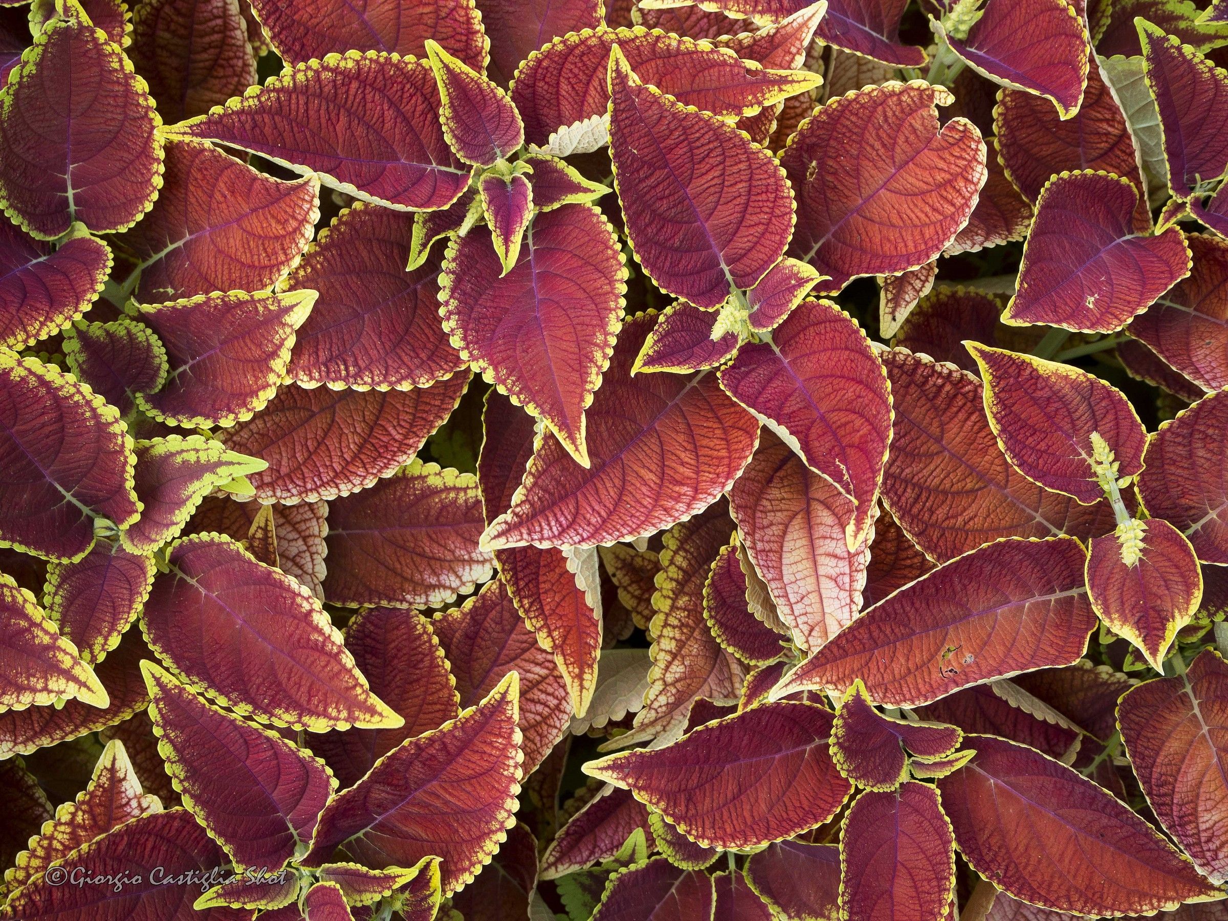 flowers in September (2)