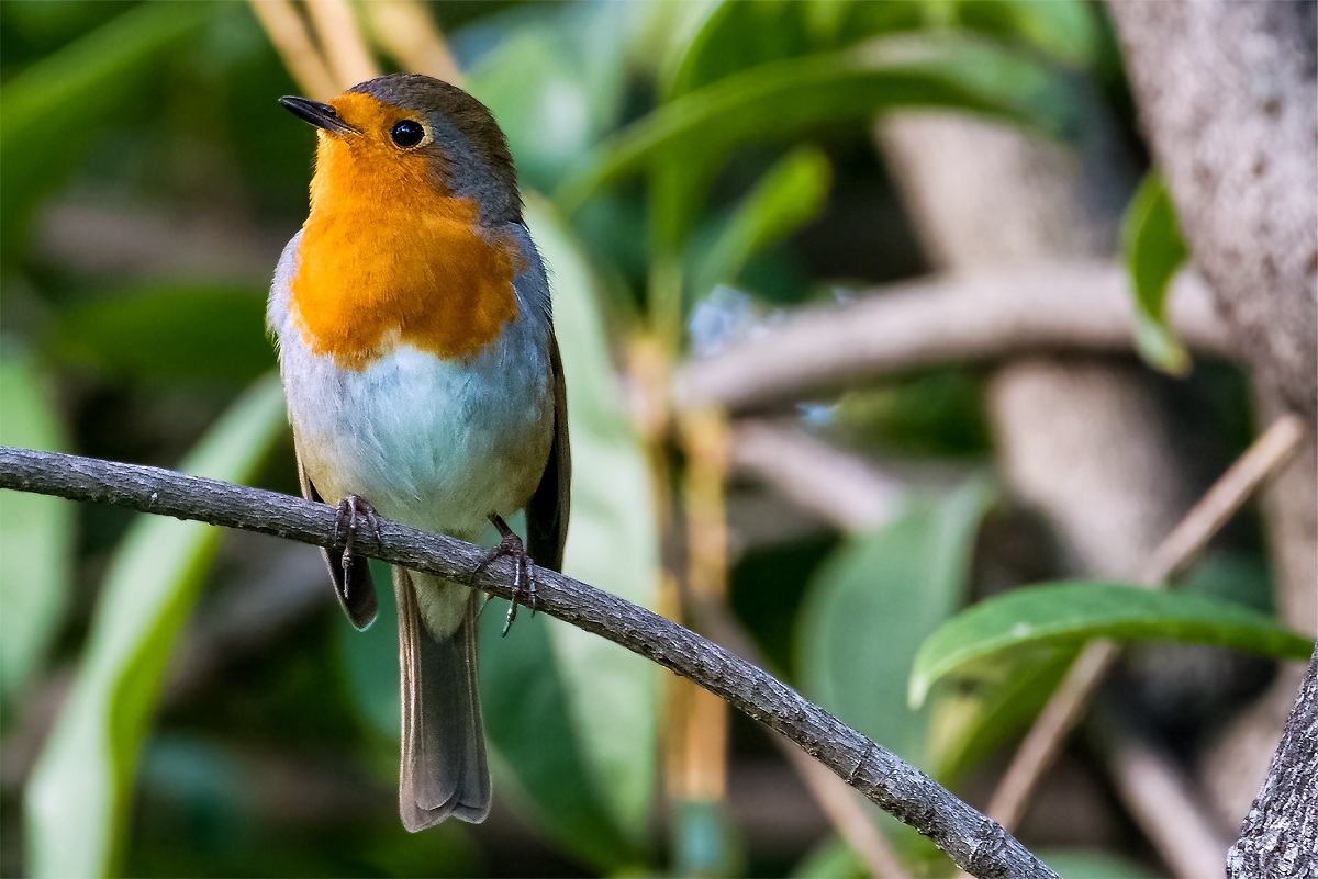 Robin (Erithacus rubecula)