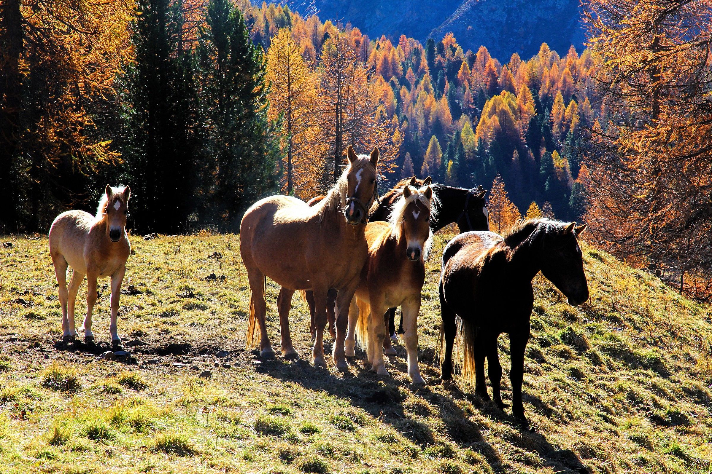 Cavalli d' autunno