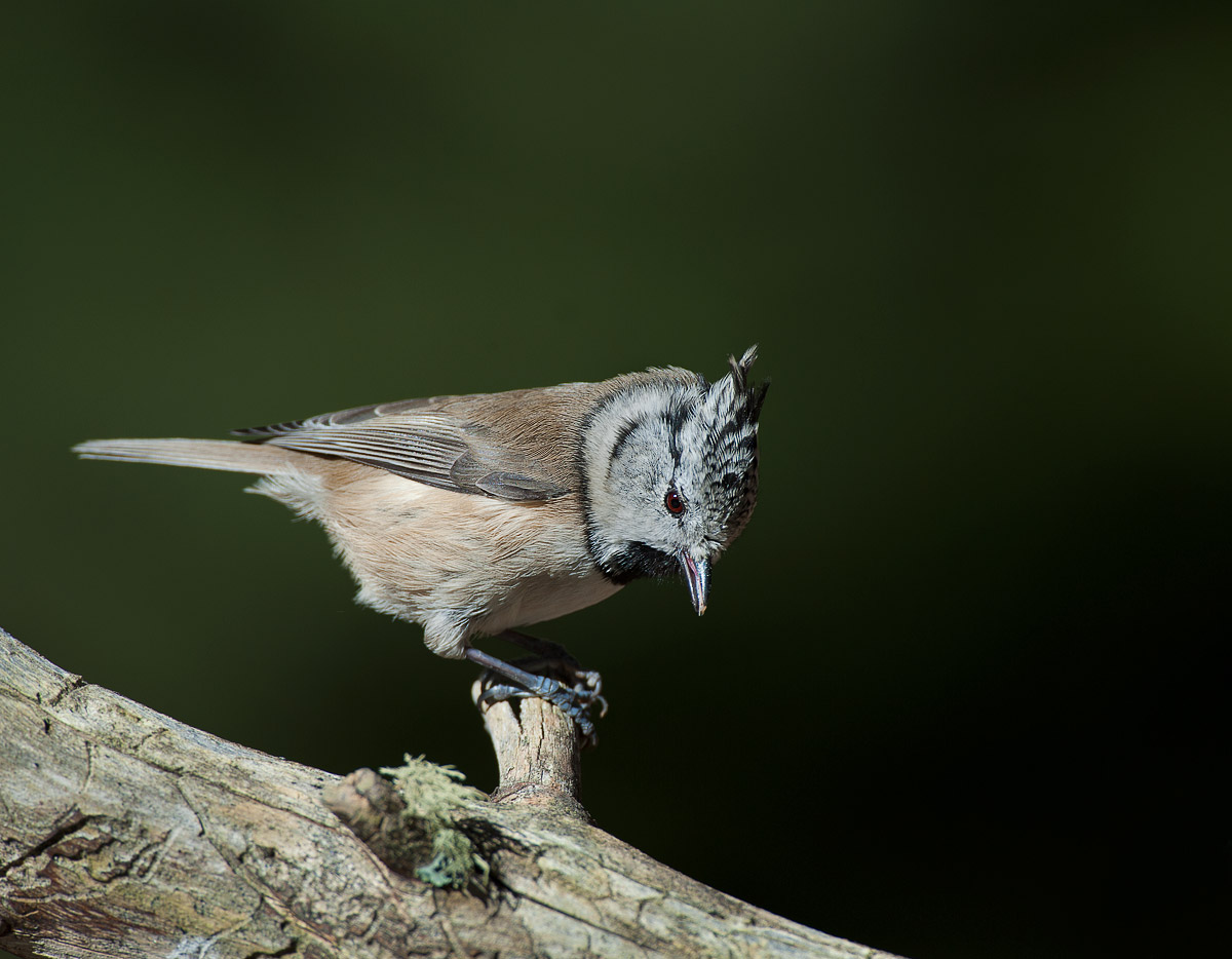 Parus cristatus (crested tit)