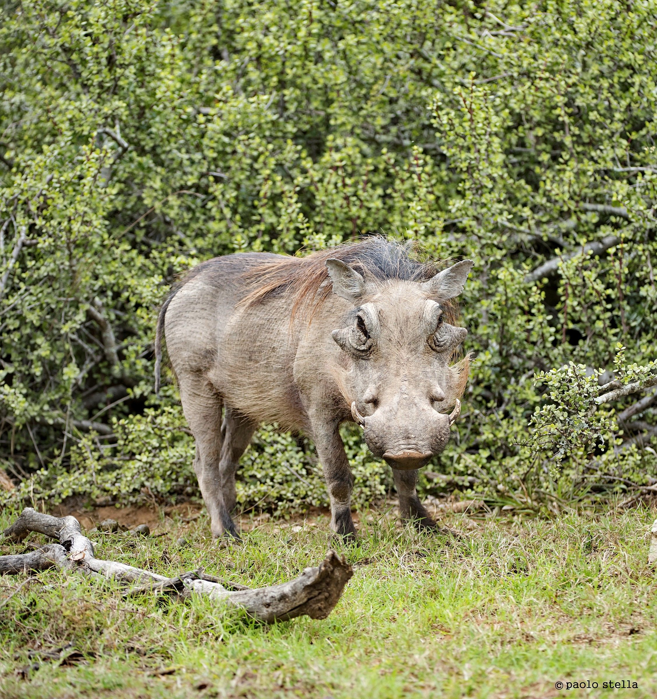 Facoce ... rino (Phacochoerus africanus Pallas)