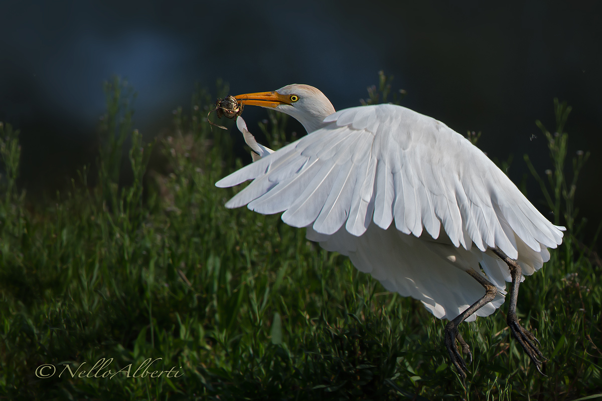 cattle egret with frog