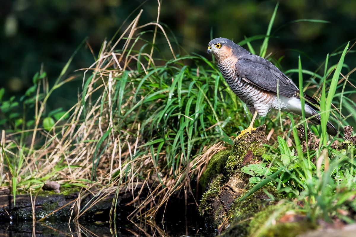 sparrowhawk