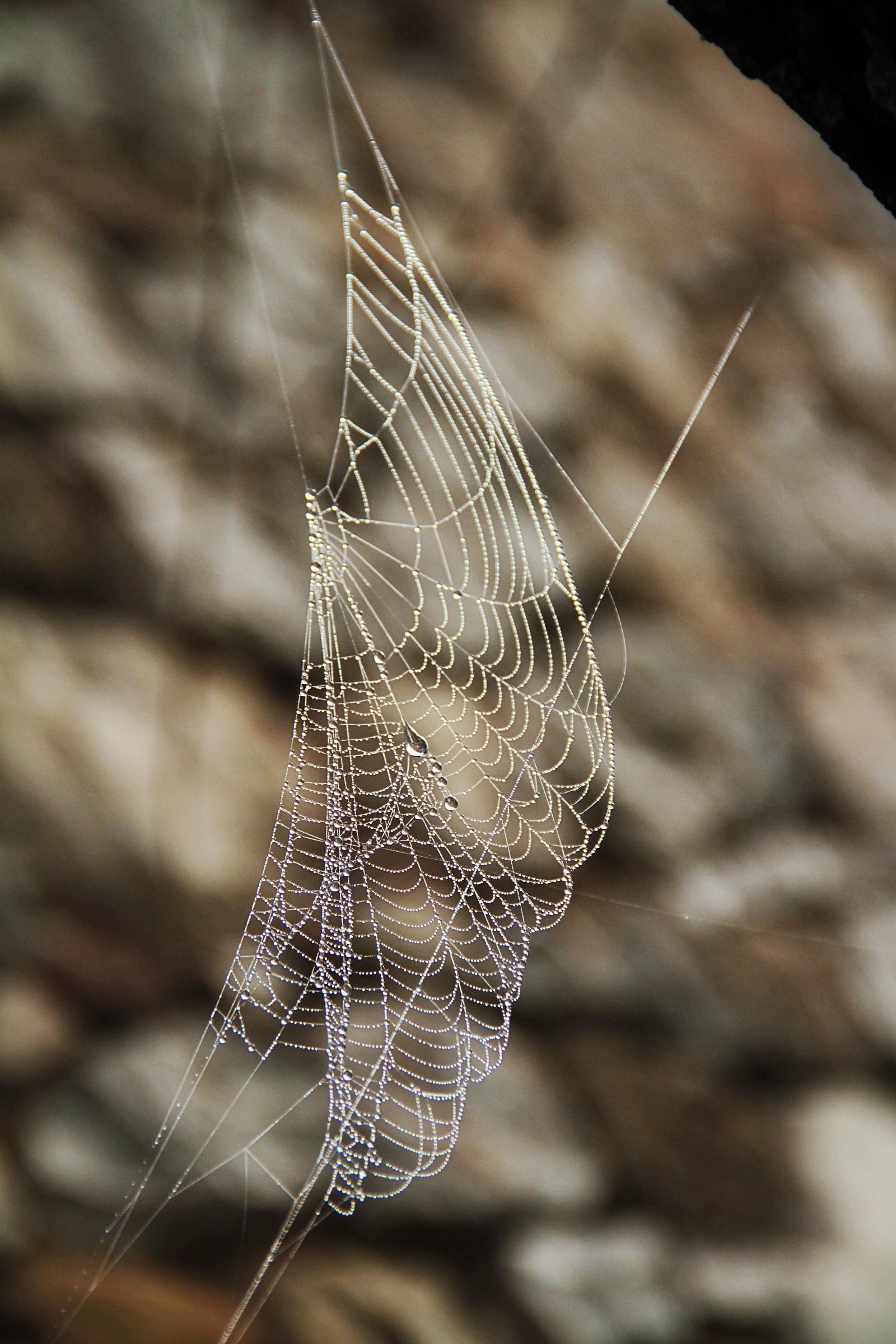 Web