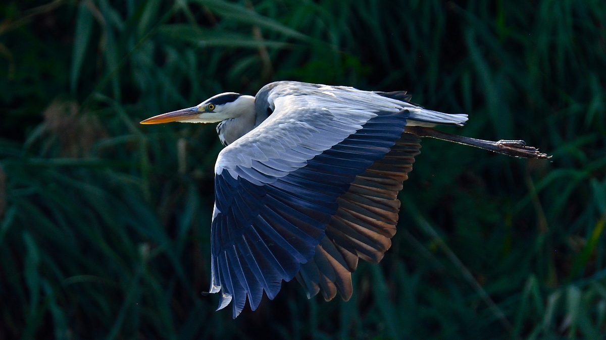 Grey Heron ...