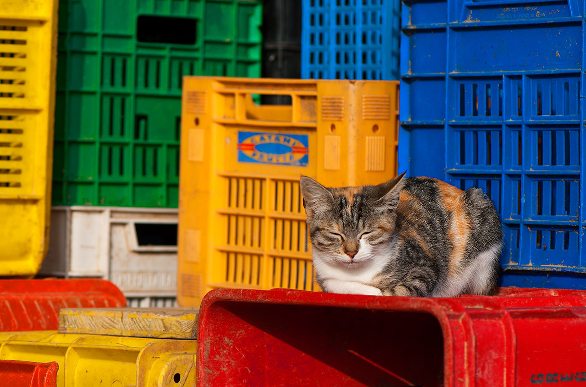 A nap between colors.