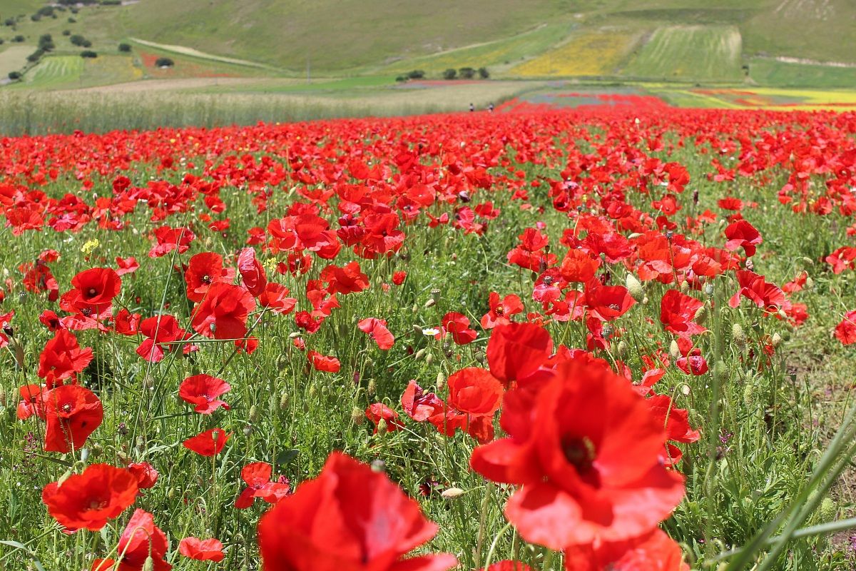 Poppies in Castelluccio