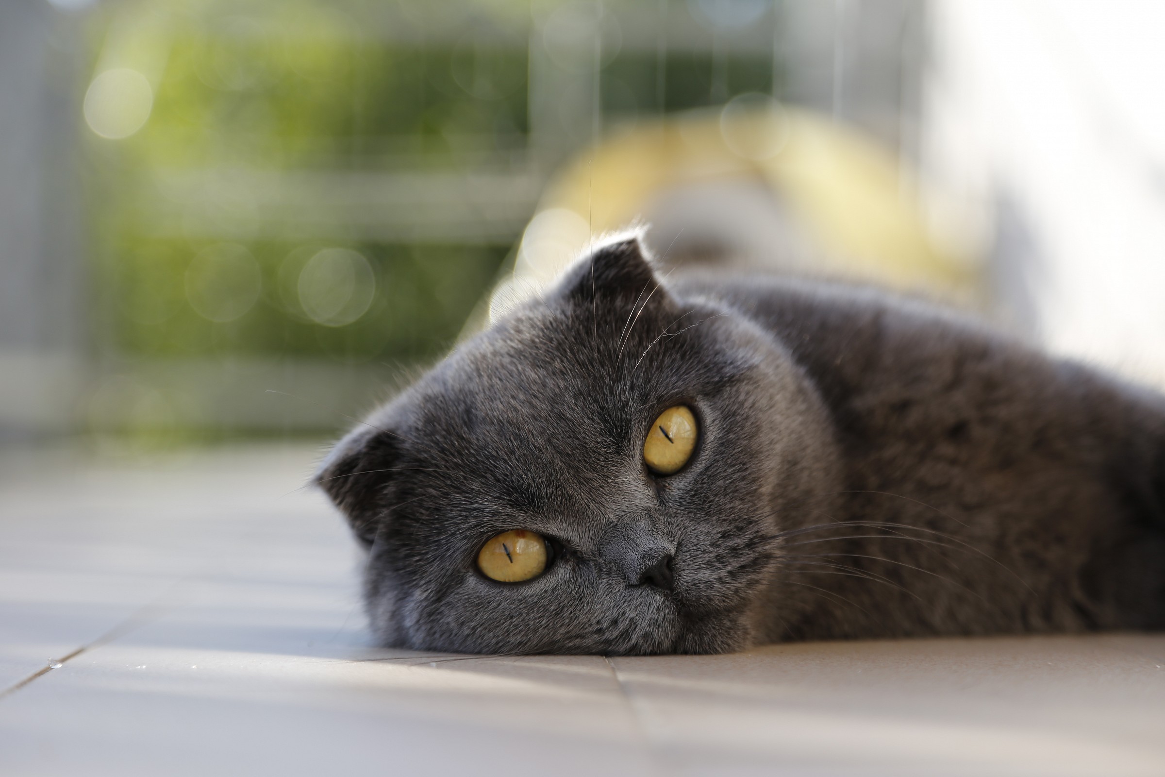 Vicky - Scottish Fold