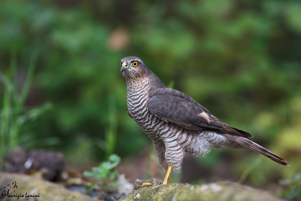 Femmina di Sparviero