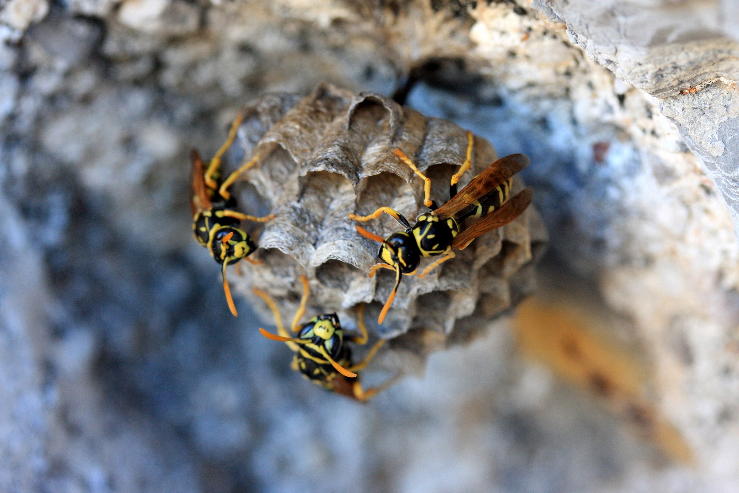 Calmo l'azzurro, pericoloso il nero e il giallo