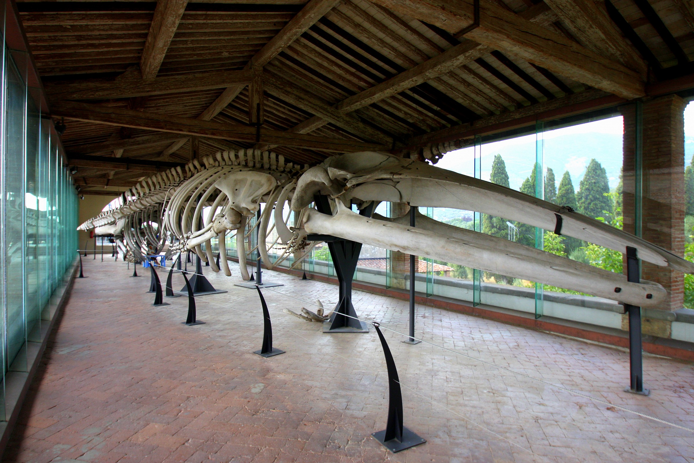 Megattera azzurra...animale in cattività!!