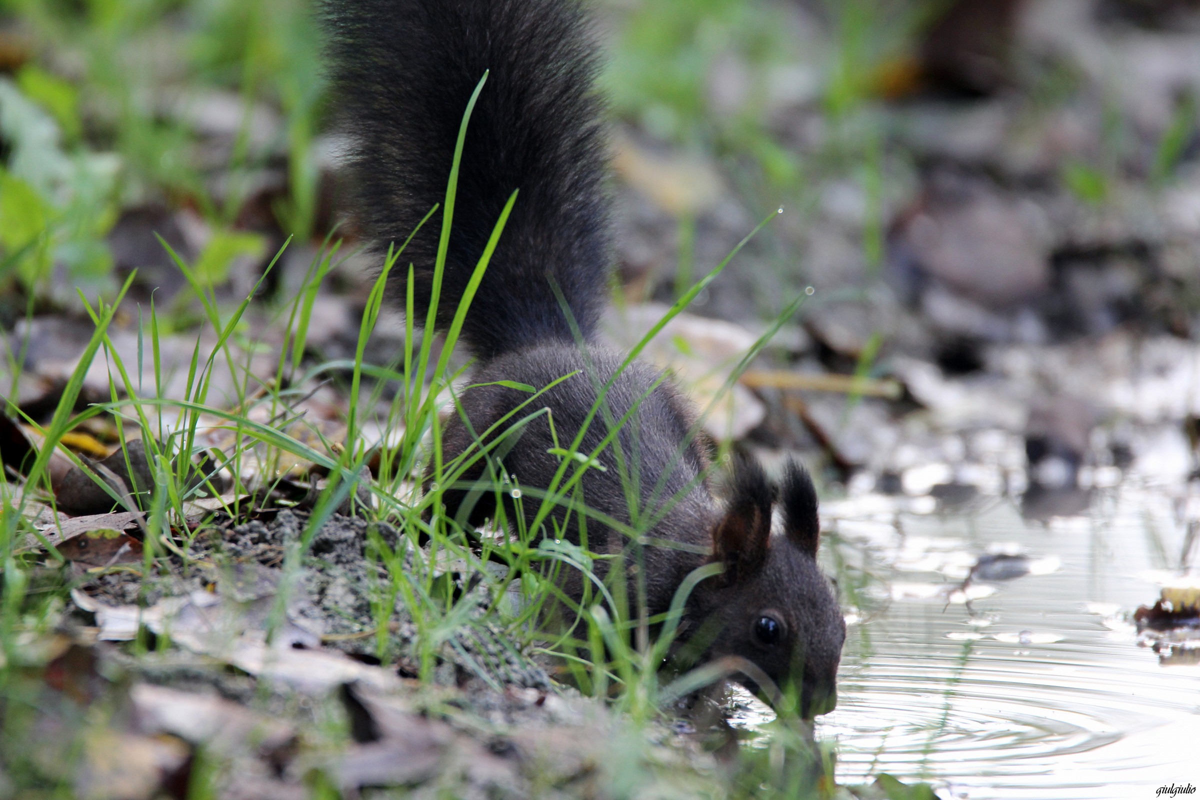 black squirrel