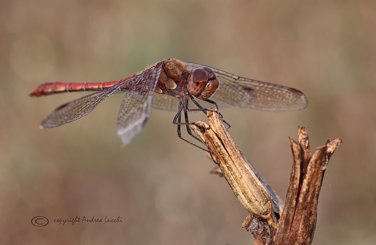 Red Dragonfly