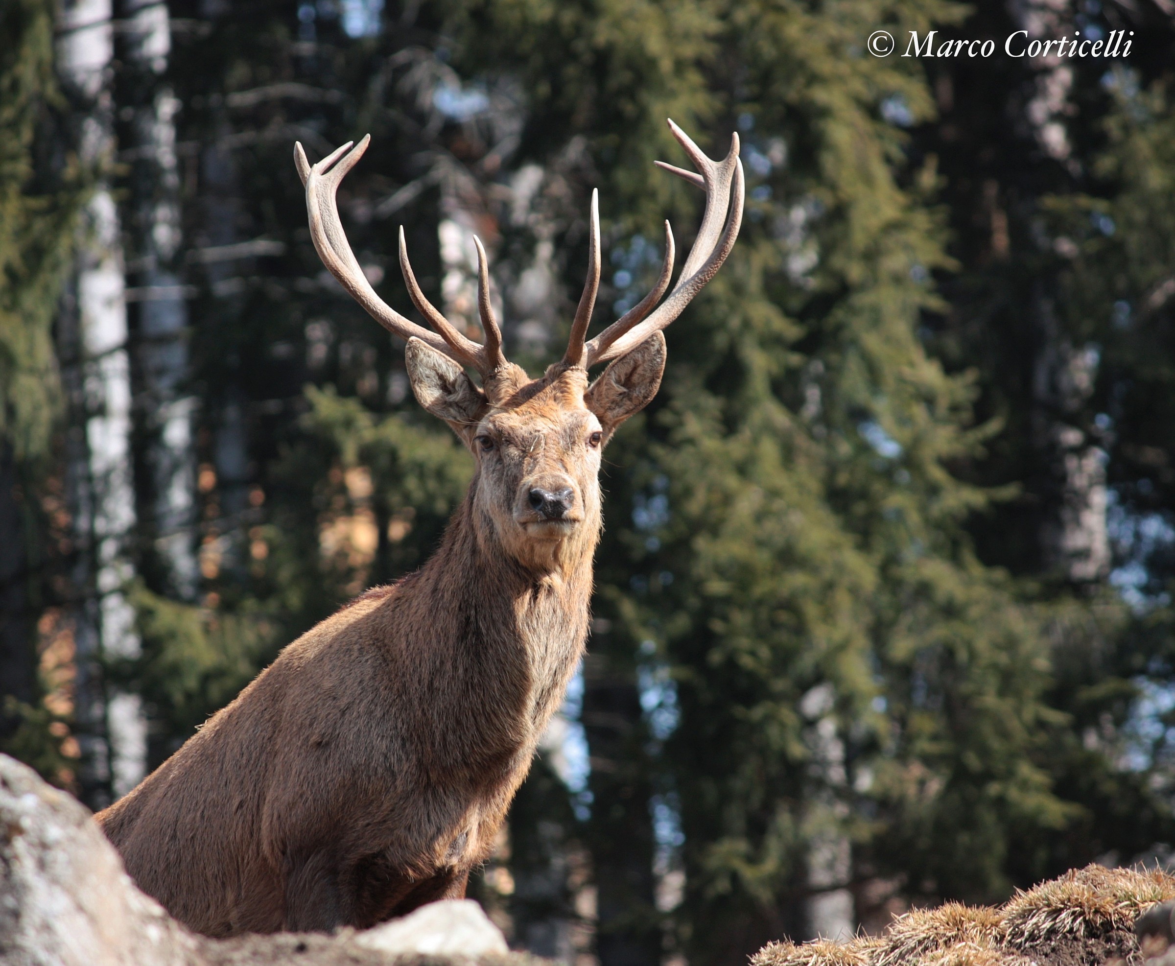 Close encounters in the woods