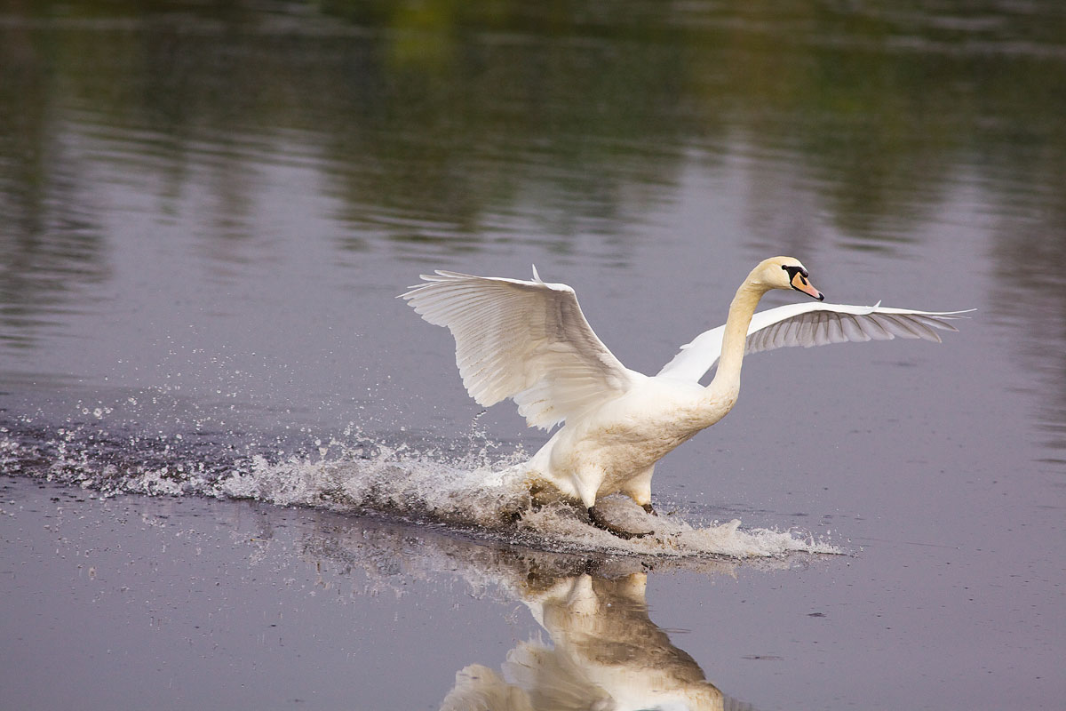 arrrrivvvvooooooooooo