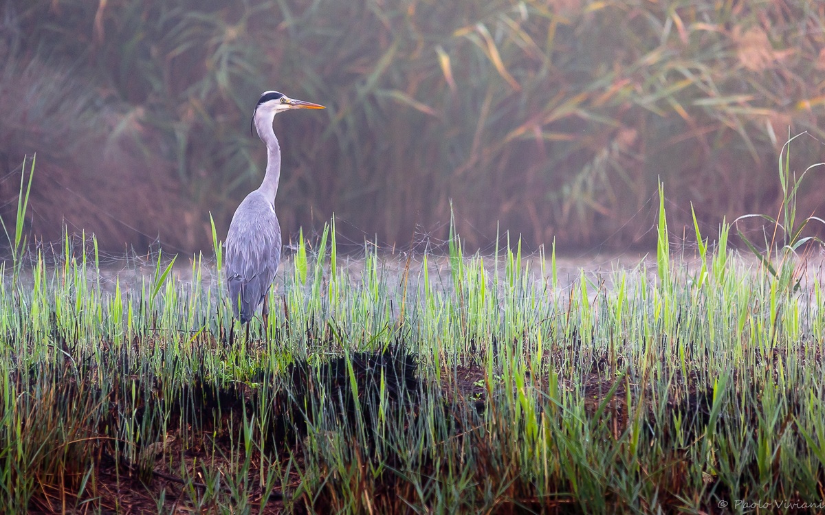 Grey Heron