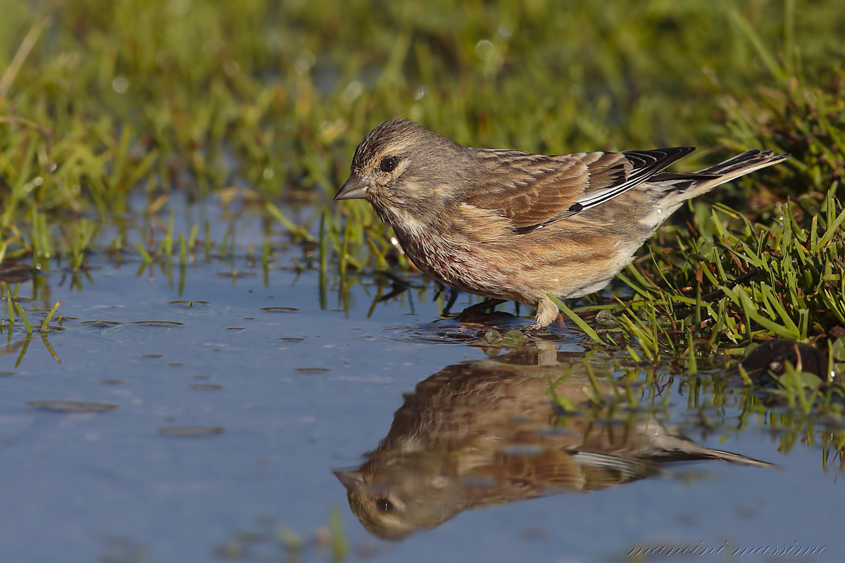 Fanello (Carduelis cannabina)